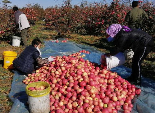 豬價(jià)玉米蘋果大跌，水產(chǎn)卻暴漲91%，背后原因何在？