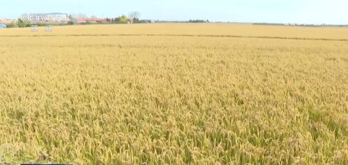 我國(guó)農(nóng)業(yè)保險(xiǎn)規(guī)模躍居全球前列，承保品種突破500個(gè)助力農(nóng)業(yè)穩(wěn)健發(fā)展