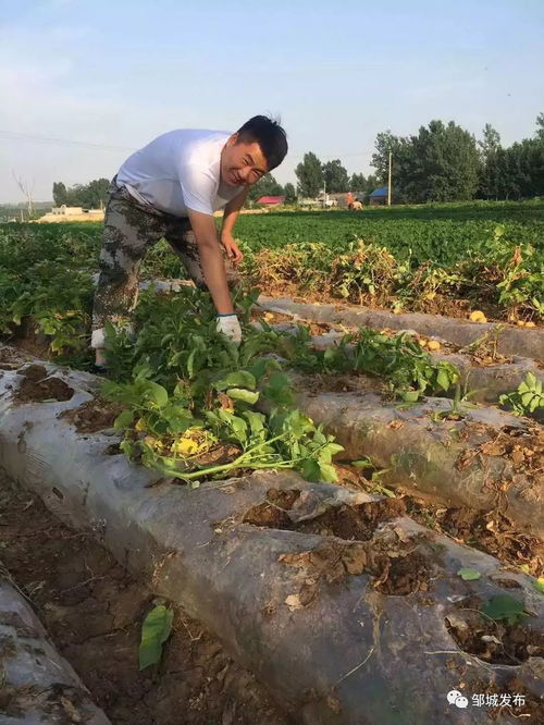 鎮(zhèn)域風(fēng)采 看莊鎮(zhèn)2.5萬畝土豆喜獲豐收，水產(chǎn)養(yǎng)殖并進(jìn)發(fā)展
