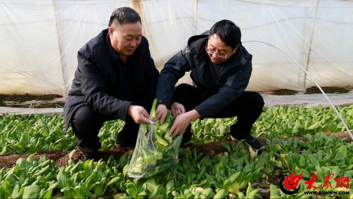 鄒平市農業農村局扎實開展農產品生產經營主體大檢查 筑牢農產品質量安全屏障