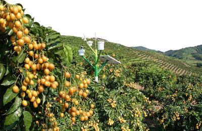 農(nóng)產(chǎn)品不愁銷，訂單農(nóng)業(yè)來支招