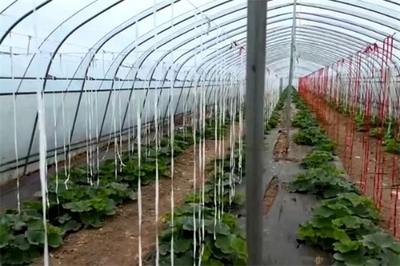 靈石縣南關(guān)鎮(zhèn) 堅持黨建引領(lǐng) 凝聚發(fā)展合力 農(nóng)產(chǎn)品種植