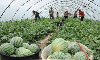 特色水產(chǎn)養(yǎng)殖 從池塘到餐桌的溢價之路